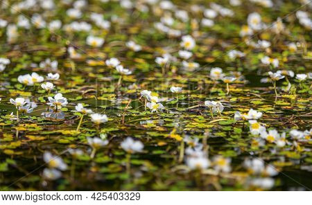 Field Of White Blossom Water Crowfoot, Batrachium Aquatile On Small Pond, Czech Republic
