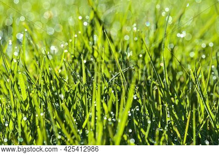 Beautiful Macro View Of Green Hydrophobic Spring Lawn Grass With Water Drops Of Morning Dew And Nice
