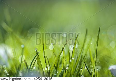 Beautiful Macro View Of Green Hydrophobic Spring Lawn Grass With Water Drops Of Morning Dew And Nice
