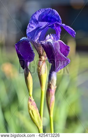 Beautiful Bright Blurry Closeup Vertical View Of Single Dark Blue Iris Flower With Super Hydrophobic