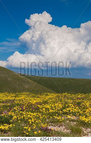 View Of Mountain Wild Flowers, Blue Sky And Clouds At The Top Of Valsorda Mount In Umbria