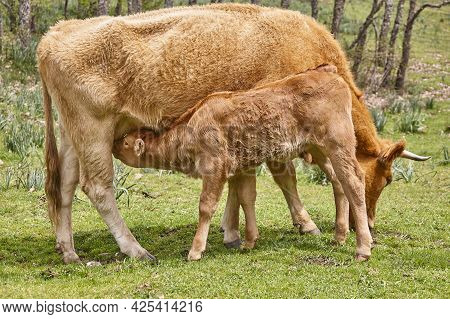 Unweaned Calf Suckling From His Mother. Bovine Cattle. Nursling
