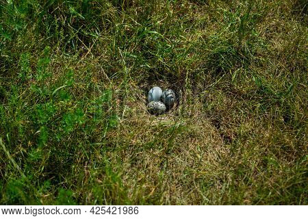 Herring Gull, Larus Argentatus, Nest With Eggs In The Green Grass.