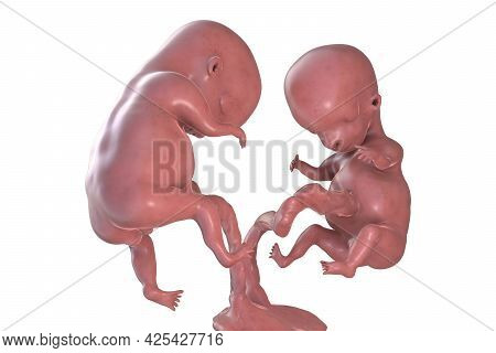 Monozygotic Twin Embryos With Single Placenta, 3d Illustration. Early Fetal Period, Week 8 - Week 16