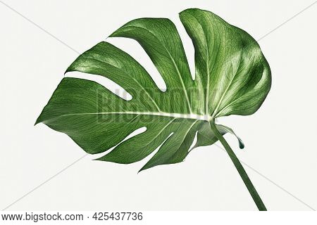 Monstera delicosa plant leaf on a white background mockup