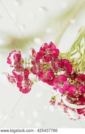 Pink yarrow flowers in water