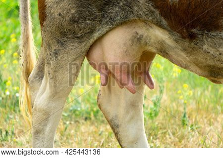 Cow Udder Close-up. Udder Of A Cow On The Background Of A Green Meadow. Udder, Legs And Tail Of A Co