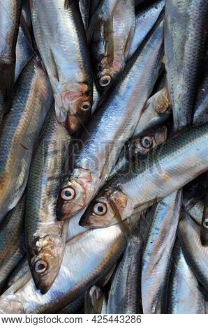 Fresh fish caught in the Baltic sea.