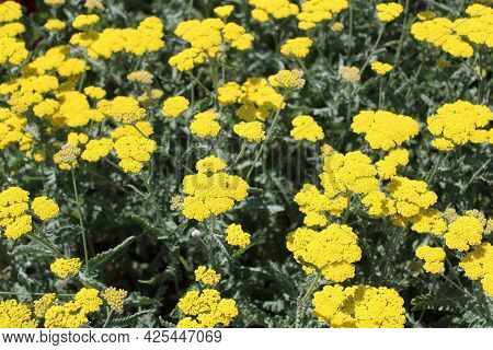 Fernleaf Yarrow In The Garden On A Sunny Day