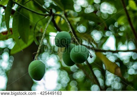 Himsagar Mango A Sweet And Green Juice Tasty Mango In Asia