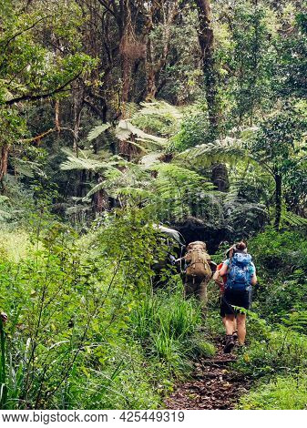 Backpackers Entering A Deep Jungle While They Have Hiking Walk On The Umbwe Route In The Forest To K