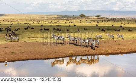 Group of plains zebra, Equus Quagga, on the banks of a water hole in the Masai Mara, Kenya. Animal and sky reflection. Wildebeest can be seen grazing in the background. Annual great migration.