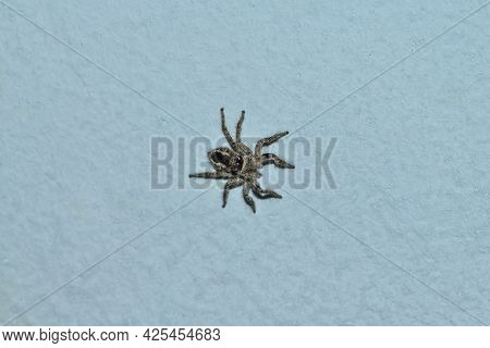 A Hunting Jumping Spider (marpissa Muscosa) On The Wall, On A Gray Background