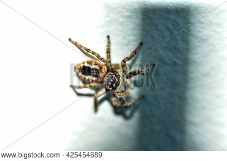 Extreme Close-up. A Hunting Jumping Spider (marpissa Muscosa) On The Wall, On A Gray Background.