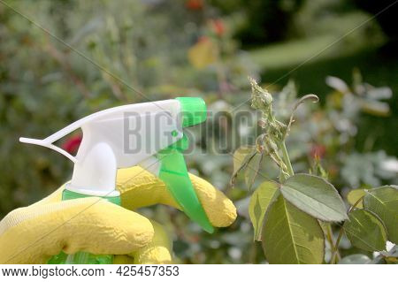 Many Aphids On A Rose And Insecticides