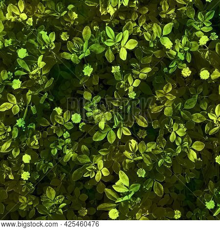 Dark Seamless Pattern Of Green Foliage Wiew From Above. Green Foliage Background At Night. Green Fol