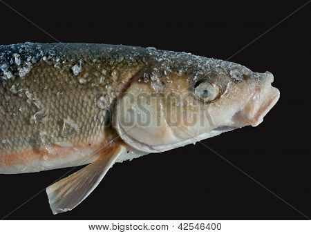 Pesce (leuciscus Brandti)