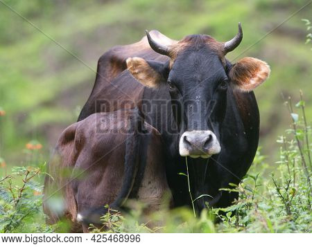Portrait Of Cow And Calf Looking At Camera In Field Of Wildflowers, Vilcabamba, Ecuador.