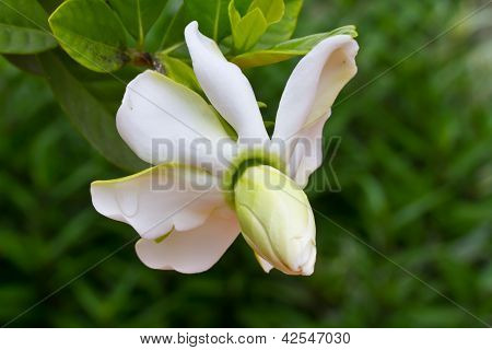 Gardenia Pandorea Blume