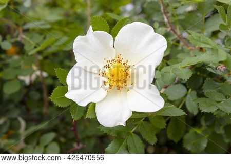 White Rose Hip Flower On A Background Of Green Leaves. Latin Name Rósa Majális
