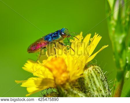 colorful beetle on yellow flower in spring - Anthaxia (Anthaxia) bicolor Falderman