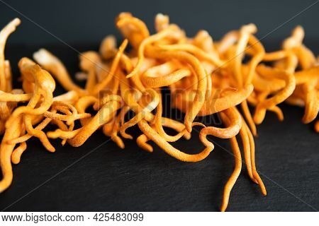 Fresh Cordyceps. Cordycepin Using . Adenosine Cordycepin. Cordyceps Militaris Mushroom.