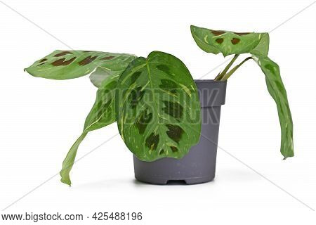 Exotic Houseplant With Botanic Name 'maranta Leuconeura Kerchoveana Variagata'  With Spotted Leaves 
