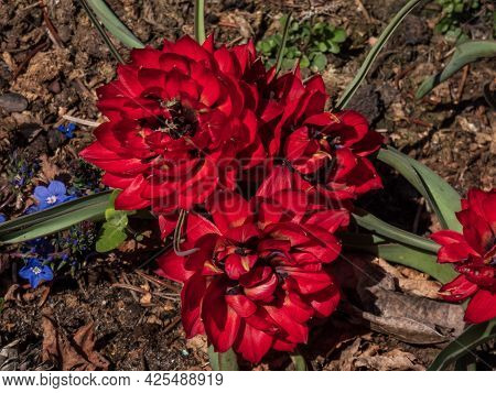 Close Up Shot Of Group Of Perfect, Doll-sized, Mini Tulips In Flaming Deep Red Colour And Petal-pack