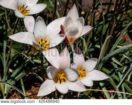 Close Up Shot Of Group Of Rosy Red With White Margins On The Outside, Snow-white Tulip On The Inside