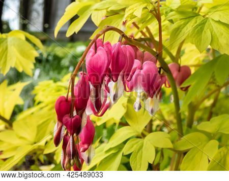 Blooms Of The Bleeding Heart Plant Cultivar (dicentra Spectabilis) 'gold Hearts'. Brilliant Gold Lea