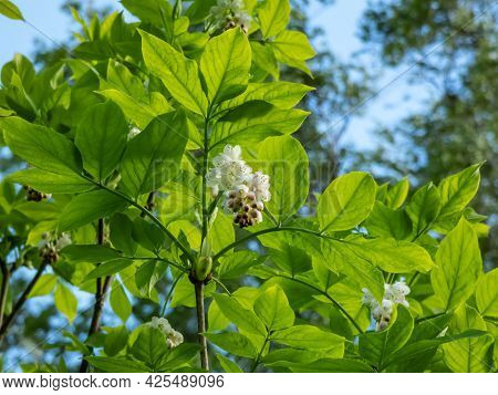 Small, White, Bell-shaped, Fragrant Buds And Flowers Of The European Bladdernut (staphylea Pinnata)a