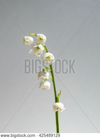 Close-up Macro Shot Of Sweetly Scented, Pendent, Bell-shaped White Flowers Of Lily Of The Valley (co