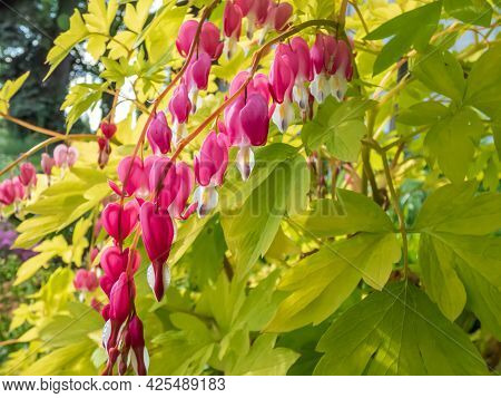Blooms Of The Bleeding Heart Plant Cultivar (dicentra Spectabilis) 'gold Hearts'. Brilliant Gold Lea