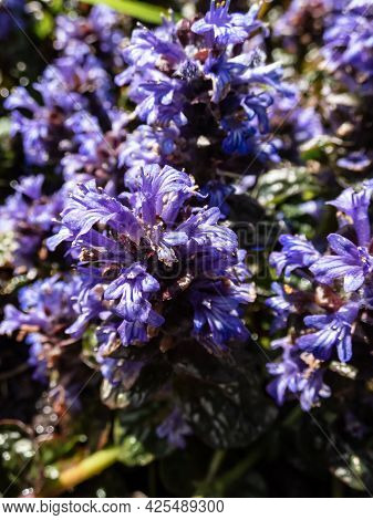Beautiful Purple Floral Background. Macro Shot Of Ground Cover Pyramidal Bugle (ajuga Pyramidalis) '
