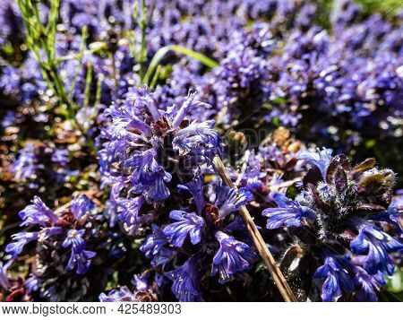 Beautiful Purple Floral Background. Macro Shot Of Ground Cover Pyramidal Bugle (ajuga Pyramidalis) '