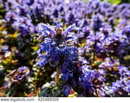 Beautiful Purple Floral Background. Macro Shot Of Ground Cover Pyramidal Bugle (ajuga Pyramidalis) '