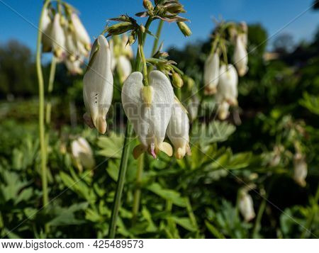Macro Shot Of Delicate, Dangling Creamy White, Heart-shaped Flowers Of The Fern-leaf Bleeding Heart 