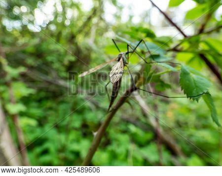 Macro Shot Of A Wing Of Adult Crane Fly Or Mosquito Hawk (tipulidae) Sitting On A Green Leaf. Shallo