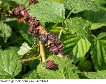 Group Of Adult Striped Shield Bugs (graphosoma Lineatum) Sitting On A Raspberry Branch In Summer, Re