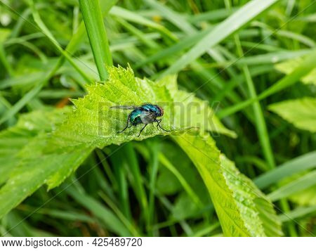 Closeup Macro Shot Of Metallic, Shiny Blue Bottle Fly, Orange-bearded Blue Bottle Or Bottlebe (calli