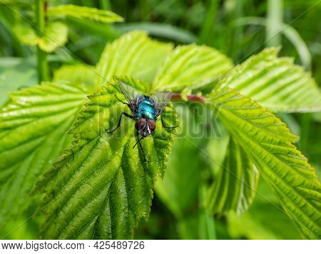 Closeup, Frontal Macro Shot Of Metallic, Shiny Blue Bottle Fly, Orange-bearded Blue Bottle Or Bottle