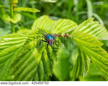 Closeup, Frontal Macro Shot Of Metallic, Shiny Blue Bottle Fly, Orange-bearded Blue Bottle Or Bottle
