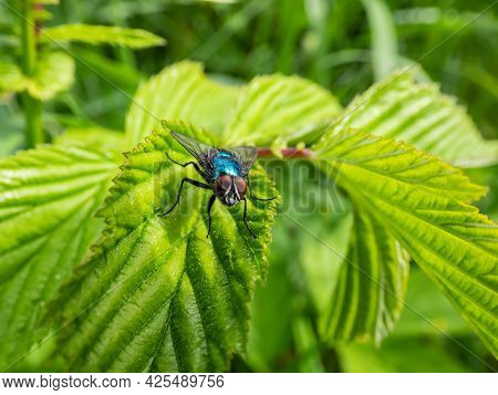 Closeup, Frontal Macro Shot Of Metallic, Shiny Blue Bottle Fly, Orange-bearded Blue Bottle Or Bottle