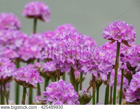 Beautiful Pink Floral Background. Macro Shot Of Bright Pink Flowers Of The Thrift, Sea Thrift Or Sea