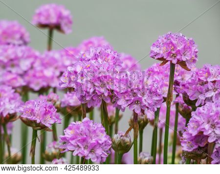 Beautiful Pink Floral Background. Macro Shot Of Bright Pink Flowers Of The Thrift, Sea Thrift Or Sea