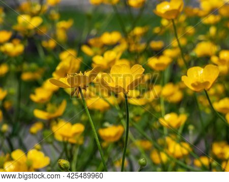 Macro Of Golden Yellow Flower Of Woolly Buttercup (ranunculus Lanuginosus) With Five Glossy Petals A
