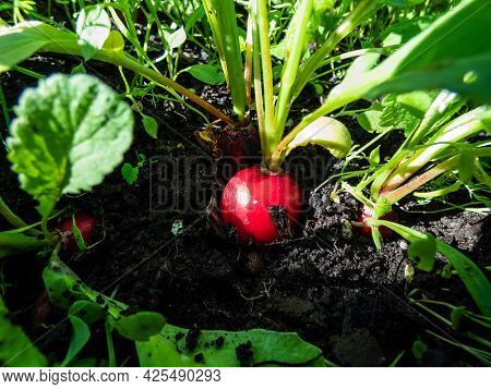 Closeup Of Big, Ripe, Red-pink Radish Plant (raphanus Raphanistrum Subsp. Sativus) Root - Edible Roo