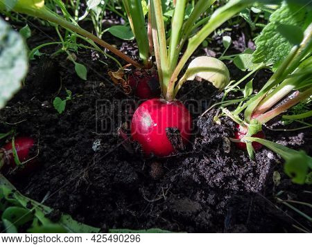 Closeup Of Ripe, Red-pink Radish Plant (raphanus Raphanistrum Subsp. Sativus) Roots - Edible Root Ve
