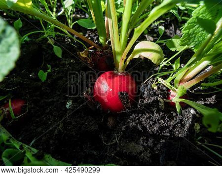 Closeup Of Big, Ripe, Red-pink Radish Plant (raphanus Raphanistrum Subsp. Sativus) Root - Edible Roo