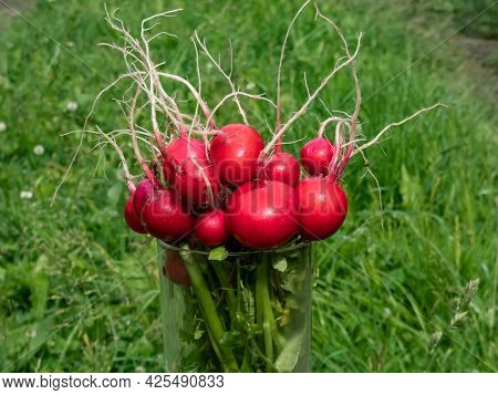 Closeup Of Big, Ripe, Red-pink Radish Plant (raphanus Raphanistrum Subsp. Sativus) Edible Roots Gath
